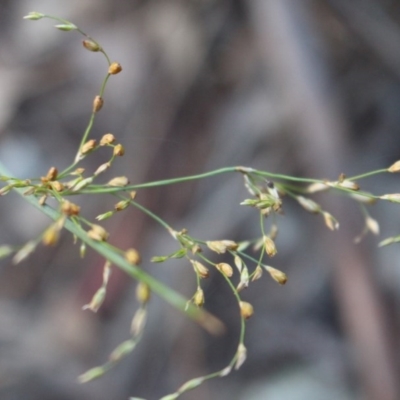 Juncus remotiflorus (Diffuse Rush) at Hackett, ACT - 3 Jun 2020 by Sarah2019