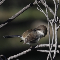 Malurus cyaneus (Superb Fairywren) at Majura, ACT - 8 Jun 2020 by jb2602