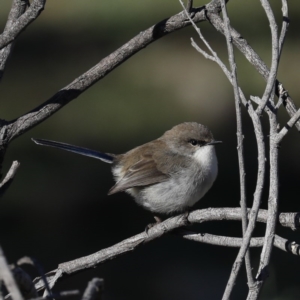 Malurus cyaneus at Majura, ACT - 8 Jun 2020 02:17 PM