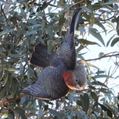 Callocephalon fimbriatum (Gang-gang Cockatoo) at Red Hill to Yarralumla Creek - 8 Jun 2020 by JackyF