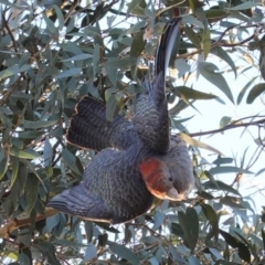 Callocephalon fimbriatum (Gang-gang Cockatoo) at Hughes, ACT - 8 Jun 2020 by JackyF