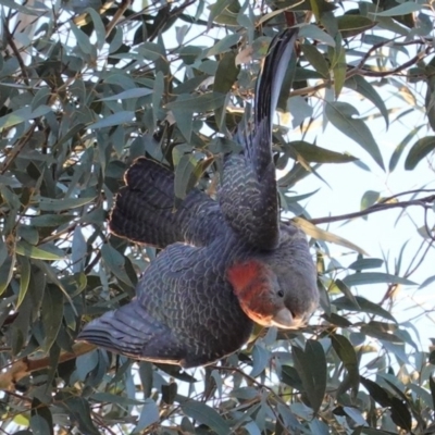 Callocephalon fimbriatum (Gang-gang Cockatoo) at Red Hill to Yarralumla Creek - 8 Jun 2020 by JackyF
