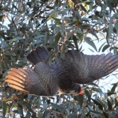 Callocephalon fimbriatum at Hughes, ACT - 8 Jun 2020