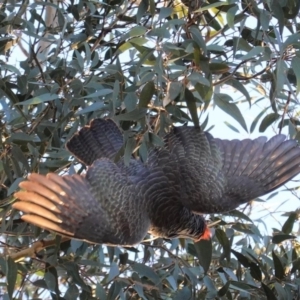 Callocephalon fimbriatum at Hughes, ACT - 8 Jun 2020