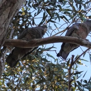 Callocephalon fimbriatum at Hughes, ACT - 8 Jun 2020