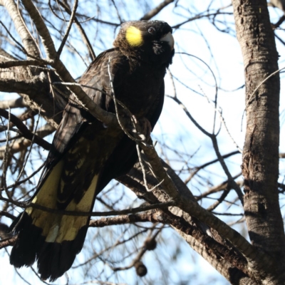Zanda funerea (Yellow-tailed Black-Cockatoo) at Majura, ACT - 8 Jun 2020 by jbromilow50