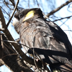 Zanda funerea at Majura, ACT - 8 Jun 2020