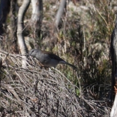 Colluricincla harmonica (Grey Shrikethrush) at Hackett, ACT - 8 Jun 2020 by JackyF