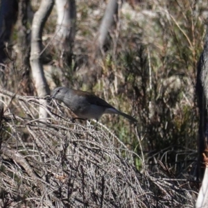 Colluricincla harmonica at Hackett, ACT - 8 Jun 2020 12:03 PM