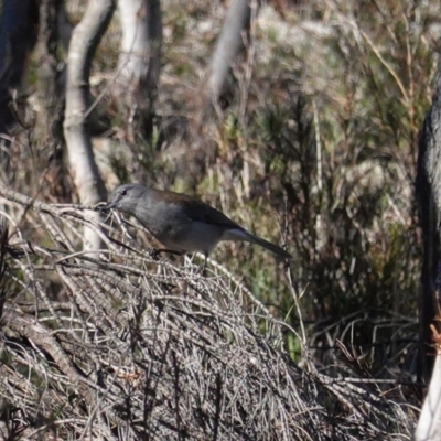 Colluricincla harmonica (Grey Shrikethrush) at Mount Ainslie - 8 Jun 2020 by JackyF