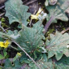 Cymbonotus sp. (preissianus or lawsonianus) (Bears Ears) at Mount Ainslie - 8 Jun 2020 by JackyF