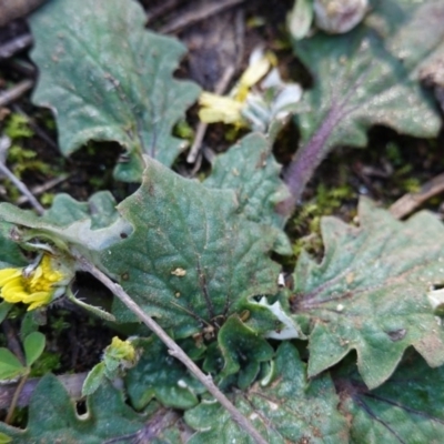 Cymbonotus sp. (preissianus or lawsonianus) (Bears Ears) at Mount Ainslie - 8 Jun 2020 by JackyF