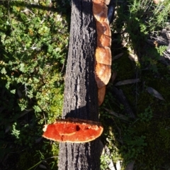 Trametes coccinea (Scarlet Bracket) at Mount Ainslie - 8 Jun 2020 by JackyF