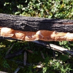 Trametes coccinea at Majura, ACT - 8 Jun 2020