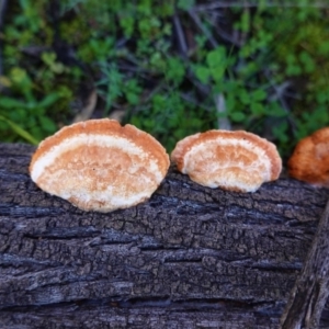 Trametes coccinea at Majura, ACT - 8 Jun 2020