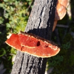 Trametes coccinea at Majura, ACT - 8 Jun 2020 12:20 PM