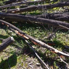 Trametes coccinea at Majura, ACT - 8 Jun 2020