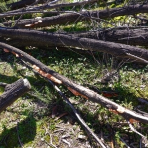 Trametes coccinea at Majura, ACT - 8 Jun 2020 12:20 PM