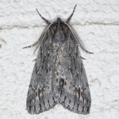 Chlenias banksiaria group (A Geometer moth) at Ainslie, ACT - 8 Jun 2020 by jbromilow50