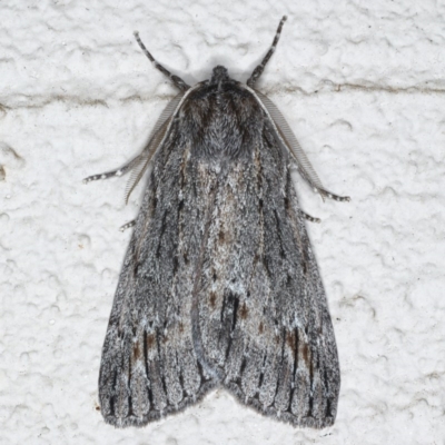 Chlenias banksiaria group (A Geometer moth) at Ainslie, ACT - 8 Jun 2020 by jbromilow50