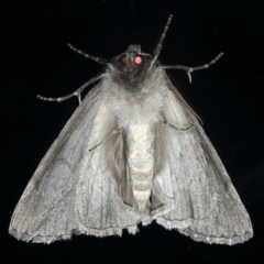 Chlenias banksiaria group at Ainslie, ACT - 8 Jun 2020