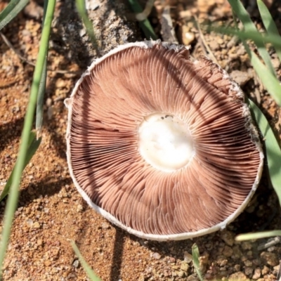 Agaricus sp. (Agaricus) at Hawker, ACT - 10 Mar 2020 by AlisonMilton