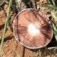 Agaricus sp. (Agaricus) at Hawker, ACT - 10 Mar 2020 by Alison Milton