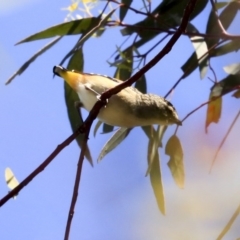 Pardalotus punctatus (Spotted Pardalote) at The Pinnacle - 9 Mar 2020 by Alison Milton