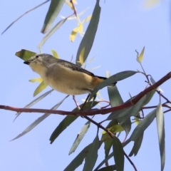 Pardalotus punctatus at Weetangera, ACT - 10 Mar 2020