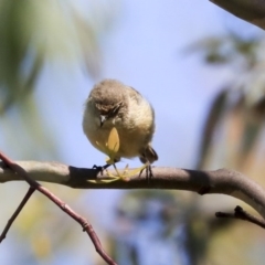 Acanthiza reguloides (Buff-rumped Thornbill) at Weetangera, ACT - 9 Mar 2020 by Alison Milton