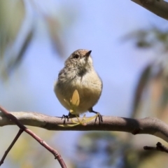 Acanthiza reguloides at Weetangera, ACT - 10 Mar 2020