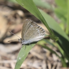 Zizina otis (Common Grass-Blue) at The Pinnacle - 10 Mar 2020 by AlisonMilton