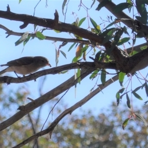 Pachycephala pectoralis at Hackett, ACT - 8 Jun 2020