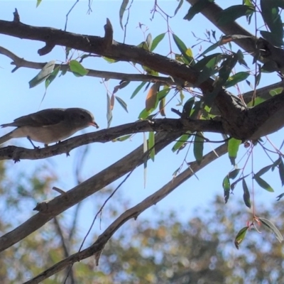 Pachycephala pectoralis (Golden Whistler) at Mount Ainslie - 8 Jun 2020 by JackyF