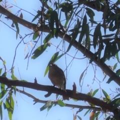 Pachycephala pectoralis at Hackett, ACT - 8 Jun 2020