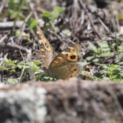 Junonia villida (Meadow Argus) at Dunlop, ACT - 10 Mar 2020 by AlisonMilton