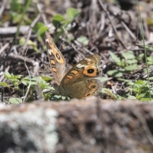 Junonia villida at Dunlop, ACT - 10 Mar 2020