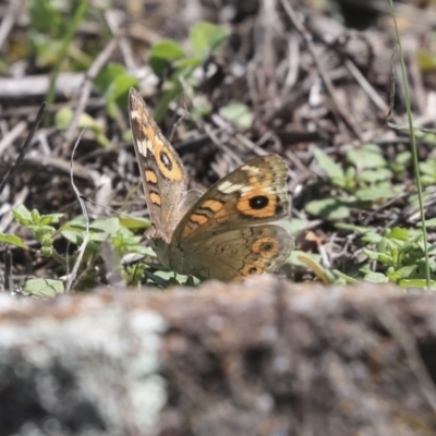 Junonia villida (Meadow Argus) at The Pinnacle - 10 Mar 2020 by AlisonMilton