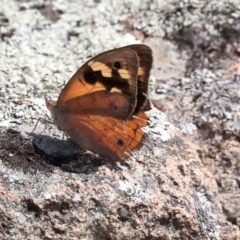 Heteronympha merope (Common Brown Butterfly) at Dunlop, ACT - 10 Mar 2020 by AlisonMilton