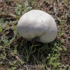 Calvatia sp. (a puffball ) at The Pinnacle - 10 Mar 2020 by Alison Milton