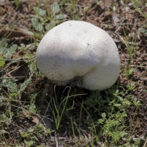 Calvatia sp. at Hawker, ACT - 10 Mar 2020