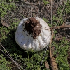 Calvatia sp. at Hawker, ACT - 10 Mar 2020