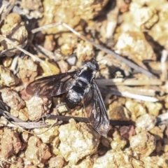 Pseudopenthes fenestrata (Window-winged bee fly) at Weetangera, ACT - 10 Mar 2020 by AlisonMilton