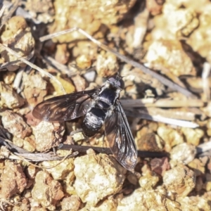 Pseudopenthes fenestrata at Weetangera, ACT - 10 Mar 2020