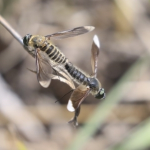 Comptosia sp. (genus) at Weetangera, ACT - 10 Mar 2020