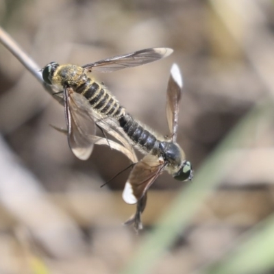 Comptosia sp. (genus) (Unidentified Comptosia bee fly) at The Pinnacle - 10 Mar 2020 by AlisonMilton