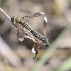 Comptosia sp. (genus) (Unidentified Comptosia bee fly) at Weetangera, ACT - 10 Mar 2020 by AlisonMilton