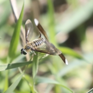 Comptosia sp. (genus) at Weetangera, ACT - 10 Mar 2020