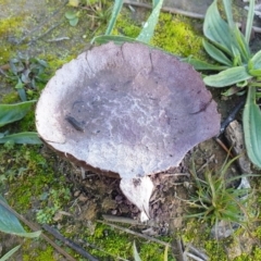 Calvatia cyathiformis at Dunlop, ACT - 8 Jun 2020 by drakes