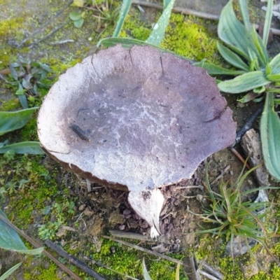 Calvatia cyathiformis at Dunlop, ACT - 8 Jun 2020 by drakes